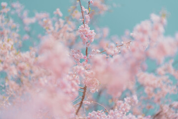 천안 각원사의 봄