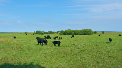 Dark cow on an summer pasture. Black cow grazing green herb at meadow.