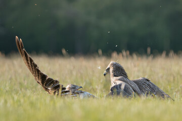Common buzzards - Buteo buteo fighting on ground in spring green grass. Green background. Photo...