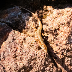 Macro of Podarcis muralis, common wall lizard, at Klobenstein, Ritten, Eisacktal valley, South Tyrol, Italy
