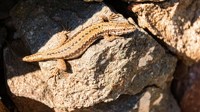 Macro of Podarcis muralis, common wall lizard, at Klobenstein, Ritten, Eisacktal valley, South Tyrol, Italy