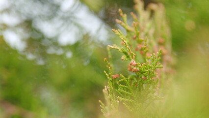 Green Branches Of Thuja In The Garden. Platycladus Orientalis. - obrazy, fototapety, plakaty