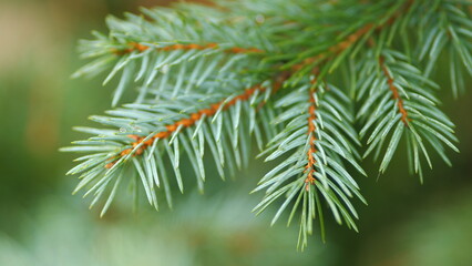 Background From Branches Of Blue Spruce. Bushy Selection Of Colorado Spruce.