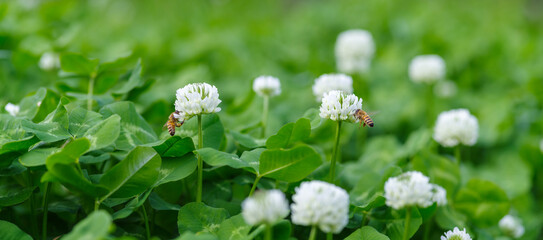Clover Flowers and Bees
