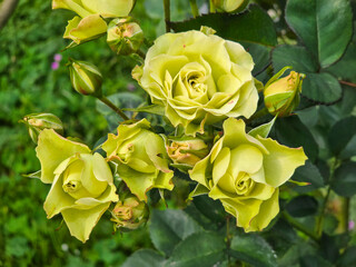 Princess Midori in full bloom, a very rare green rose.