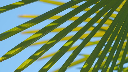 Green Leaves Texture Of Beautiful Palm Leaf With Sunshine. Natural Palm Leaf In Tropical Resort...