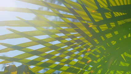 Bright Green Leaf Texture. Ecological Concept. Beautiful Palm Leaves Of Tree In Sunlight. Close up.