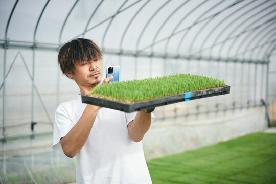 スマホで苗の成長を確認する農家さん