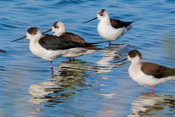 There are nearly 300 bird species in the bird paradise located in the delta where Izmir Gediz River reaches the sea.