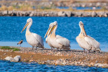 There are nearly 300 bird species in the bird paradise located in the delta where Izmir Gediz River reaches the sea.