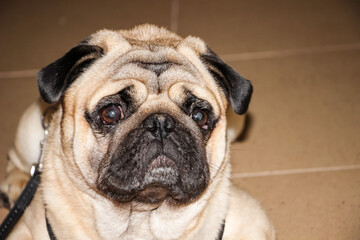 a sandy light pug on the floor in the room, sad, with a sad face and eyes, waiting for the owner

