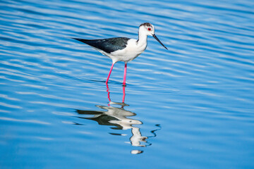 There are nearly 300 bird species in the bird paradise located in the delta where Izmir Gediz River reaches the sea.