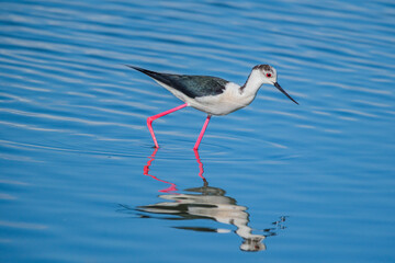 There are nearly 300 bird species in the bird paradise located in the delta where Izmir Gediz River reaches the sea.