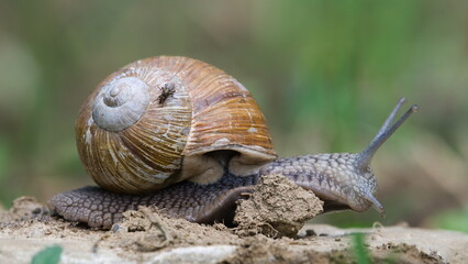 Helix pomatia aka Roman snail is crawling on the field. Fly on a shell.