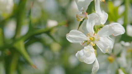 White Flower Of Citrus Trifoliata Or Japanese Bitter Orange. Pan.