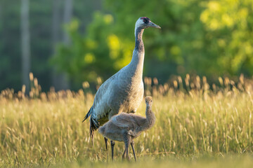 Common crane, Eurasian crane - Grus grus adult with chick walking in green grass with meadow in background. Photo from Lubusz Voivodeship in Poland.	