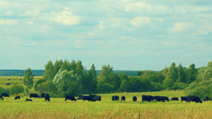 Cattle On Summer Grassland. Cows On A Pasture In Landscape In Summer. Bright Summer Field.