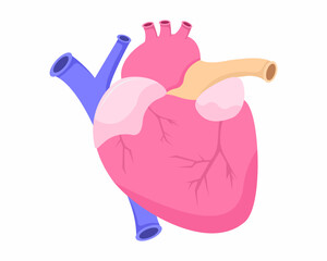 human heart anatomy cardiovascular system