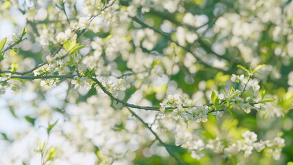 Cherry Tree White Flowers In Bloom. Fresh Flowers Of Sweet Cherry. Prunus Avium. Bokeh.