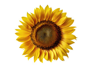 Fototapeta premium Sunflower. Generative AI