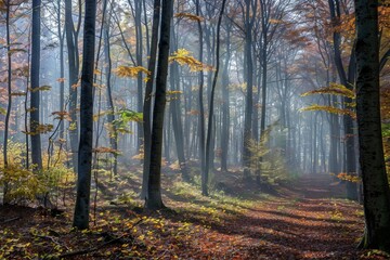 Fototapeta premium Sunlit Forest Path with Lush Greenery