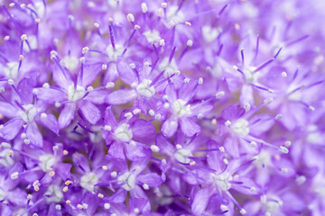 紫色の花を咲かせたアリウム ギガンチウム