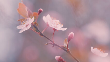 Beautiful Spring Pink Cherry Plum Blossom Background. White Pink Flowers In Spring.