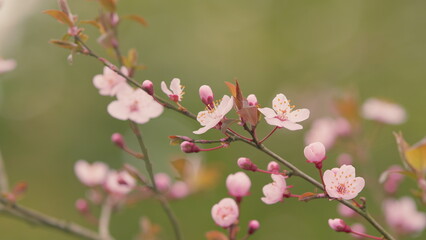 Beautiful Nature Scene. Tender Sakura Blossom. Beautiful View Of White Cherry Blossoms Bloom On...