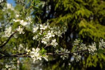 White flowers on a tree branch with green leaves, part of the Dogwood family