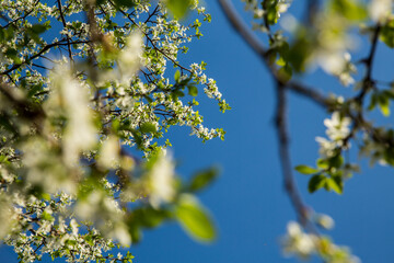 Azure sky frames white flowers on a tree against a vivid backdrop