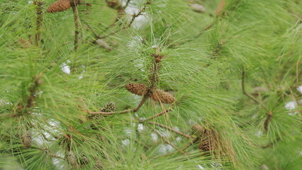 Pretty Pine Cone Hanging From Its Branch. Pine Cones At End Of Branches. Selective focus.