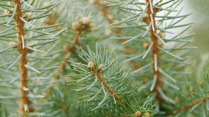 Silver Blue Spruce. Blue Spruce Or Picea Pungens Branch With Blue-Green Coloured Needles. Rack focus.