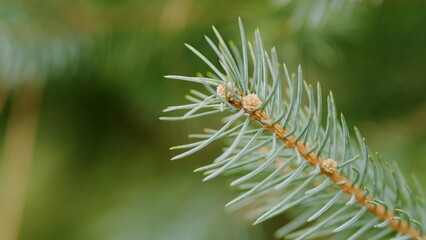 Environment Protection. Blue Spruce Picea Pungens With New Growth In Ornamental Garden. Close up.