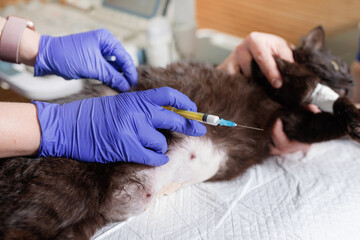 veterinarian doctor gives an injection to an animal cat, veterinarian administers anesthesia to the...