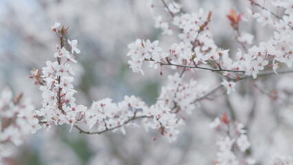 Plum Tree Flower Blossom. Flowering Tree In Springtime. White Small Cherry And Plum Flowers.