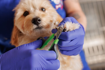 Veterinarian trims nails of domestic dogs in the clinic, animal care - Powered by Adobe