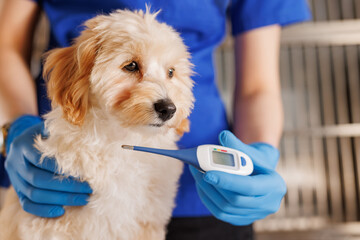 The veterinarian examines the dog and takes the temperature, providing emergency medical care to...