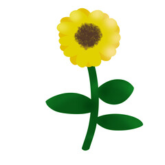 Sunflower illustration