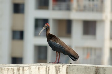 Red-Capped Ibis: Stunning Avian Beauty of India