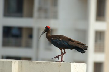 Red-Capped Ibis: Stunning Avian Beauty of India
