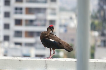 Red-Capped Ibis: Stunning Avian Beauty of India