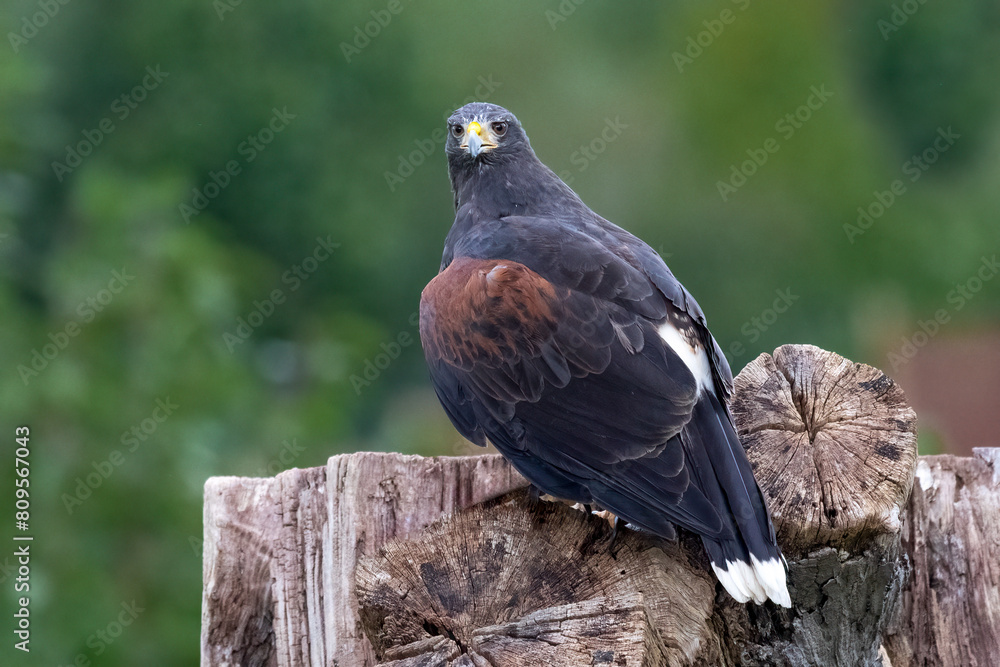 Poster a close up portrait of a harris hawk as it is perched on an old tree stump as it looks at the camera