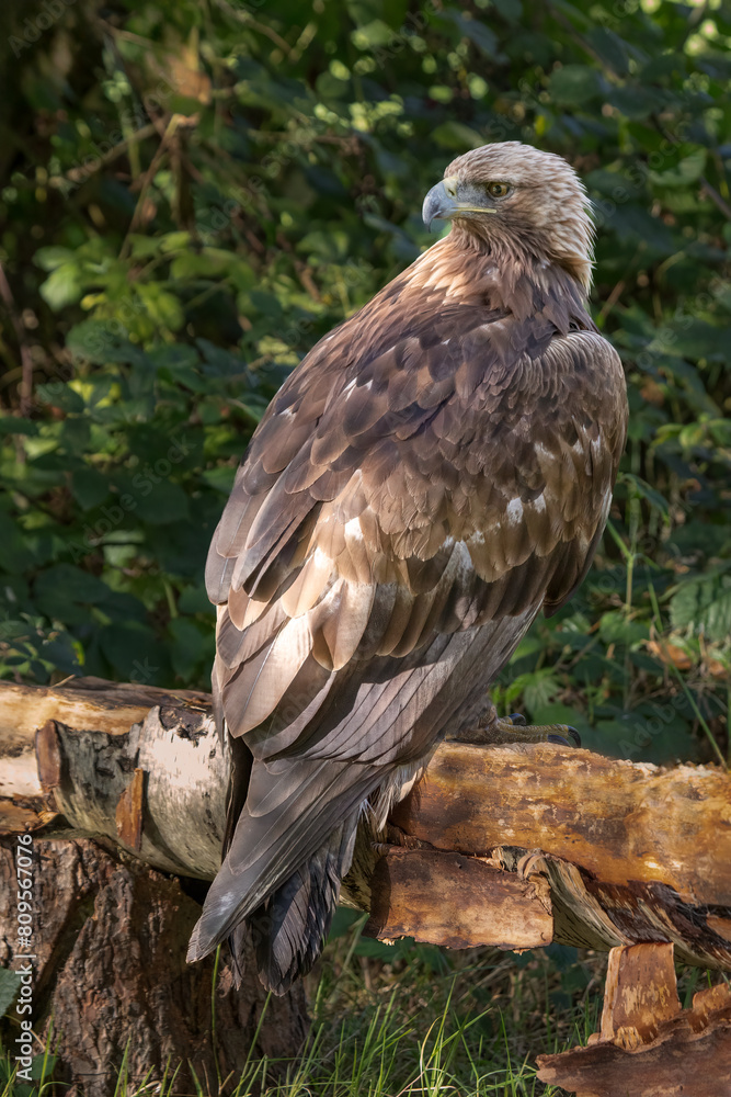 Poster a close up of a golden eagle perched on a thick branch. a natural out of focus background gives spac