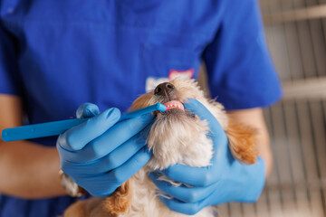veterinarian doctor brushes the teeth of a dog with a special brush close-up, dental treatment for...