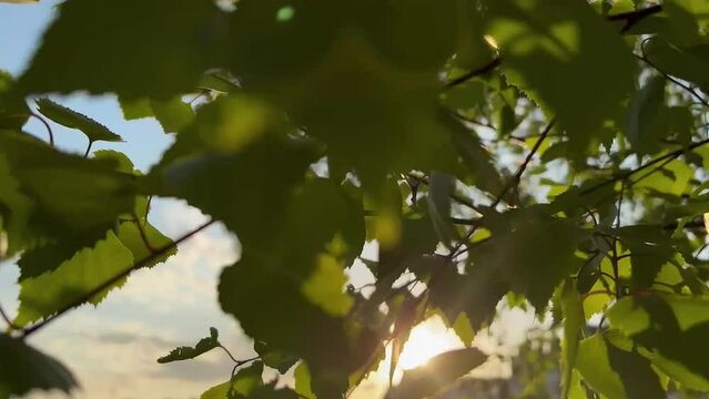 Forest view. Plant nature.Sun beams getting through branches and tree foliage.