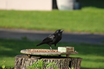 Eine Krähe nimmt einen Schluck aus der Vogeltränke damit das Futter nicht zu trocken wird. Corvus