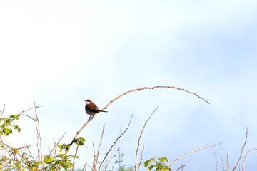 Red-backed shrike (Lanius collurio) perched on a thorny branch. Bird, animal. 