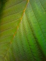 green leaf texture