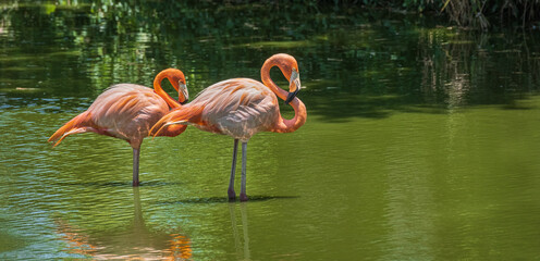Two Beautiful flamingos standing in the water. American Flamingo in a pond.