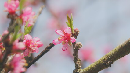 Blooming Pink Apricot Flowers On Tree Branch. Spring Flowers. Beautiful Nature Scene With Blooming Tree. Close up.